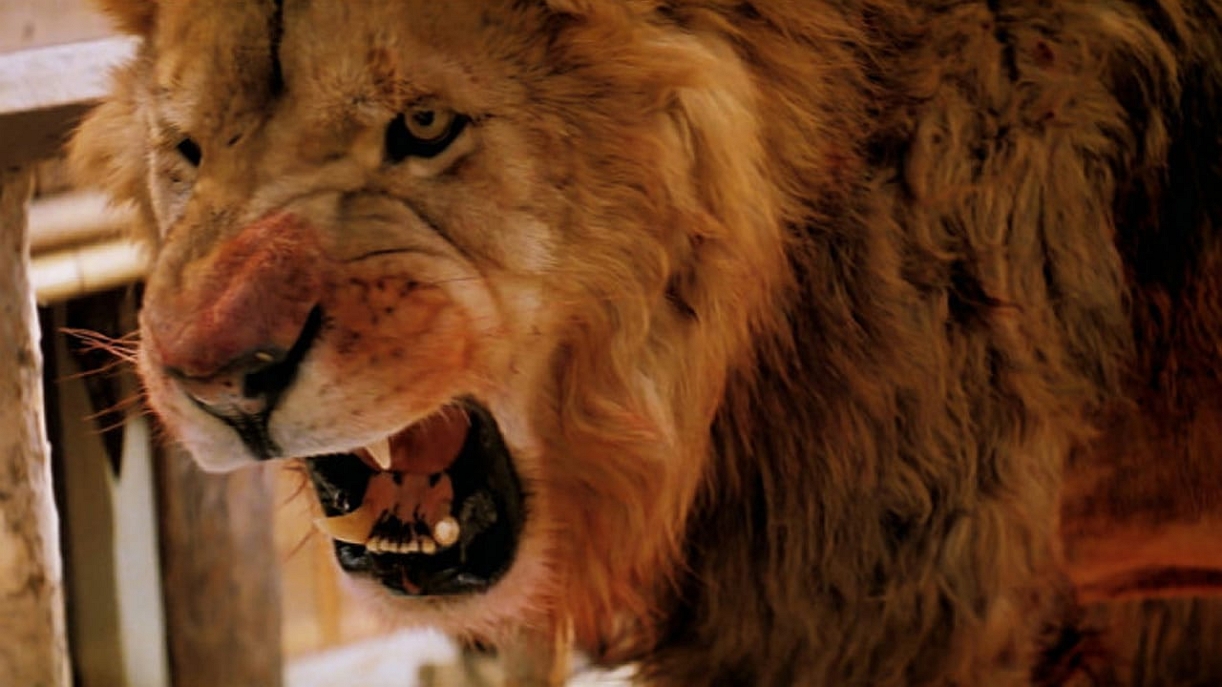 ROAR SCREEN 2