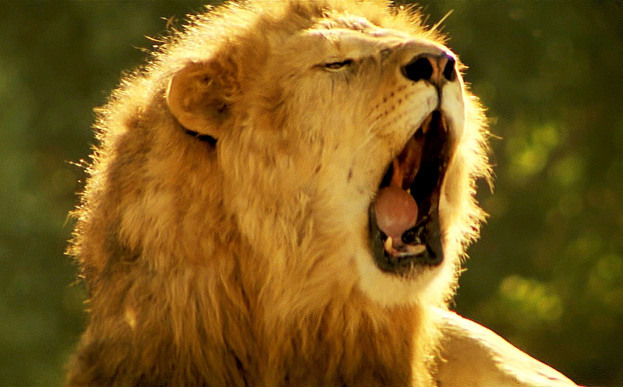 ROAR SCREEN 8